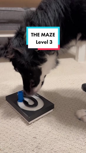 The Maze | Level 3 | #dogtoy #dogtoys #dogsoftiktok