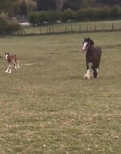 7.5K views · 571 reactions | Captions needed for our 3 day old shire foal who thinks she's a thoroughbred 藍 #stockportshires #fedontopspec #whenigrowup #robinsonsbrewery | Robinsons Shire Horses | Facebook