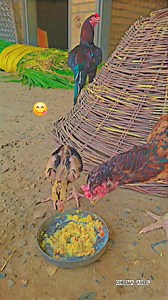 Aseel Chicks Fast Digested Khurak 🐥💯🖤🔥#Aseel #cheema_aseel #aseellovers #aseelmurga #aseelfighter #MianwaliAseel #reelsfb #rooster #murga #chicks #AseelFarm | Cheema Aseel