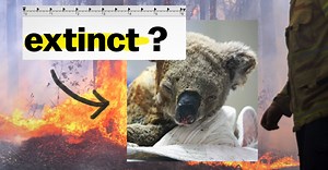 Are Australia’s koalas going extinct? We asked an ecologist.
