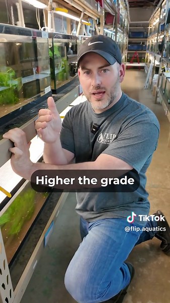 Guía de clasificación de camarones Crystal Red