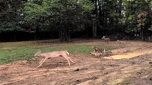 Multiple Families of Deer and Fawns Play in Small Pond