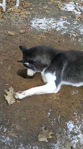 What happens when the #puppy is determined to dig even when the ground is frozen? Well.... This happens.... | Gone to the Snow Dogs