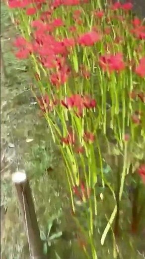 彼岸花（ヒガンバナ）は、秋の彼岸頃に葉をつけずに赤い花を咲かせる球根植物です。 #flowers #garden #癒し