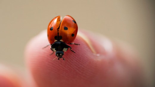 How to keep ladybirds out your house as UK 'infested' by bugs