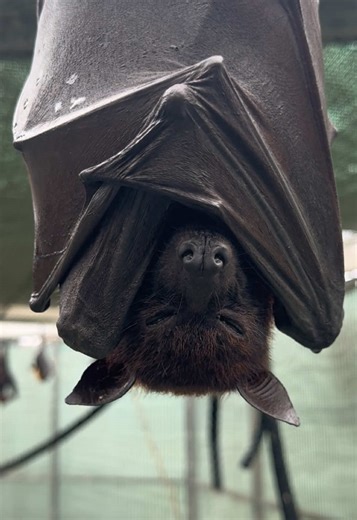 Malayan Flying Fox Behavior Insights