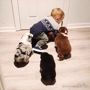 1.1M views · 27K reactions | Herding instincts start early for Australian Shepherds. By annikaspack | IG | 9GAG | Facebook