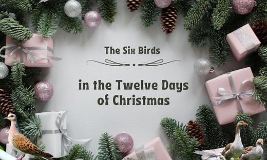 How Many Birds Are in the 12 Days of Christmas? - Answered