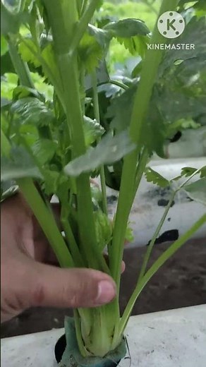 como cultivar Apio hidroponico