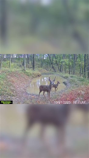 Now that's a high rack #deerhunting #hunting #wisconsin #bigbucks