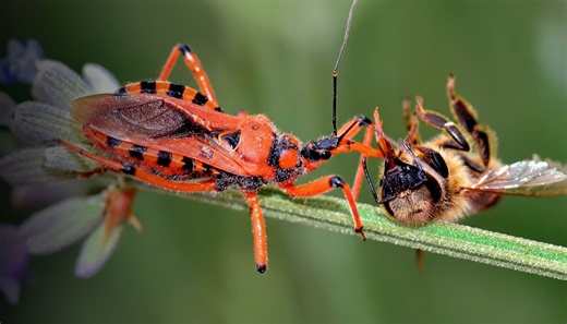 Assassin bugs don’t just kill - they liquefy their victims from the inside