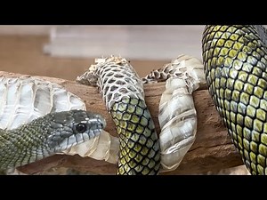 エゾブルーアオダイショウの脱皮シーン