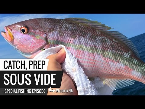 Sous Vide Yellow Tail Snapper - Catch, Prep and Sous Vide Special Fishing Trip Video