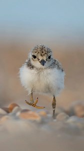 Birds along our coastline are in trouble. 🚨 Avian flu, climate change, and food shortages have already hit them hard, and now plastic pollution is washing up, threatening the very places they'll soon gather to feed, nest, and raise their chicks. Together, as nature lovers, we can make a difference and protect these birds when they need us most. If you can, support our work today: https://brnw.ch/21wRxzR | RSPB