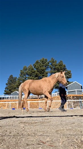 Infinity Horsemanship on Instagram: "Finding your Connection Points Cheetah is my most sensitive horse, and on windy days, she can be easily distracted. Many folks avoid working with their horses at all when it’s windy. But in my pursuit of developing an unconditional relationship, I want to find ways to connect despite obstacles. Cheetah and I have a lot of language and trust between us. If I needed, I could hold her anxiety and manage her body into compliance. But that doesn’t help her feel sa