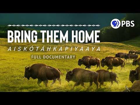 Blackfoot Strive to Reintroduce Buffalo After 100-Year Absence | Full Documentary | PBS