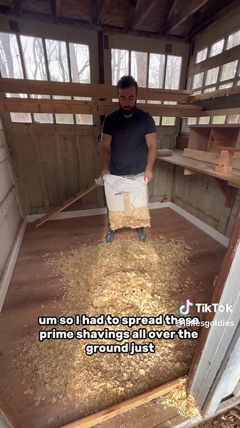 Chickens Flapping and Jumping: A Fun Observation