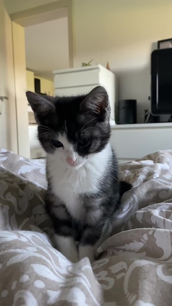 hollythecat on TikTok