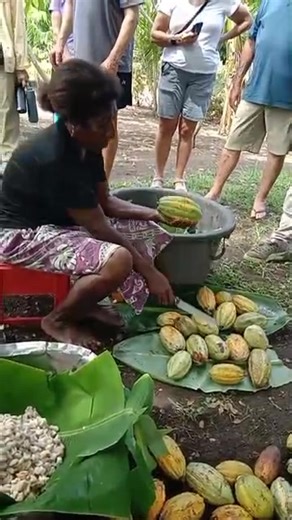 1.8K views · 35 reactions | Island energy only Amazing Grace Boutique Cocoa Farm & Garden Tours cocoa in hand #islandinheart  | Iumi Tour Solomons | Facebook
