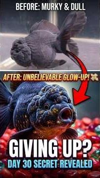 ​My Goldfish After 30 Days Of PROPER Care! (Unbelievable Glow Up) 📈✨