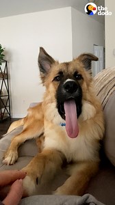 Dog who was raised outside was too afraid to leave his crate — now he sprints over to grandma's house ❤️ | The Dodo