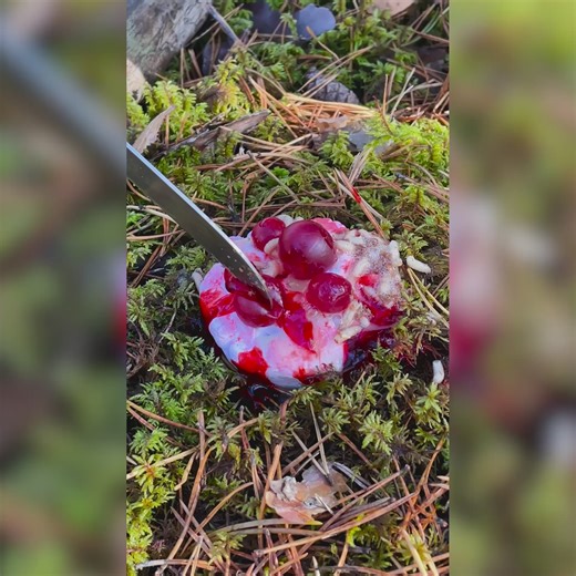 Wild Mushrooms So Unique They Look Straight Out of a Fantasy | Green Bean