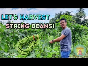 Harvesting String Beans in the Philippines - (Vlog # 8)