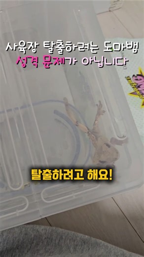 게코 도마뱀 탈출 시도 '살려달라'는 비명일 수 있습니다 #크레스티드게코