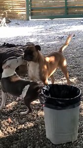 36K views · 1.4K reactions | Quand une chienne “différente“ a pour...