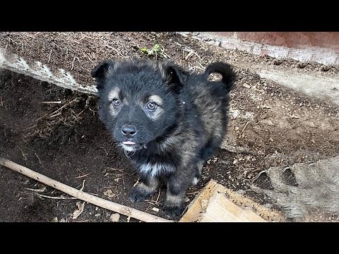 Shedding tears when mother dog finds 9 lost puppies after the storm