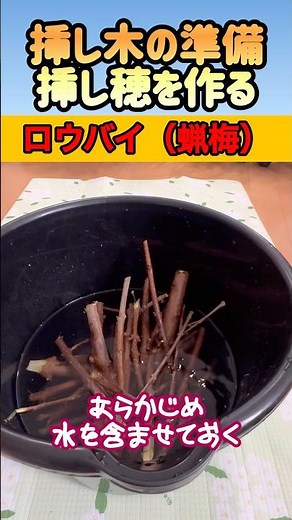 【蝋梅挿し木①挿し穂づくり】ロウバイ挿し木準備 #蝋梅 #ロウバイ #挿し穂 #挿し木 #剪定 #剪定作業 #剪定鋏 #枝 #盆栽 #観葉植物初心者 #観葉植物 #園芸初心者