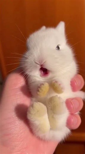 Why My Baby Is Crying The Surprising Reason Behind Tears #rabbit #crying #bunny