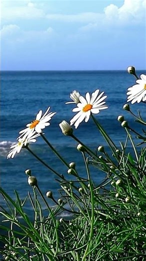 🎼 Ngày Xuân Em Đến - Ca sĩ Kim Ngân ‪@NguyenKeKhuyenMusic‬ #shorts