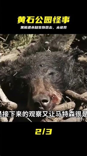Bizarre Incident in Yellowstone National Park, USA: Black Bear Attacked by Unknown Creature, Biza...