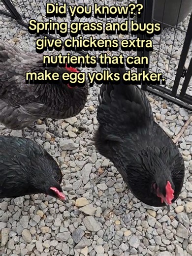 Why Spring is Ideal for Chickens' Egg Production