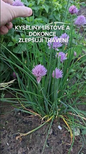 Jedlé květy pažitky! 🌸 #toprecepty #shorts #pazitka