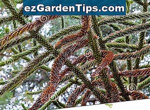 Identificación de hoja de conífera 🌱 Tips Jardineros - Es.ezGardenTips.com