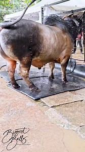 2.1M views · 10K reactions | Muscular grey bull with a hefty build | Biggest Bulls Photography | Facebook