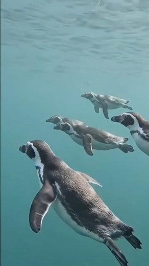 Little Penguins Glide Through Coastal Waters in Quiet Motion