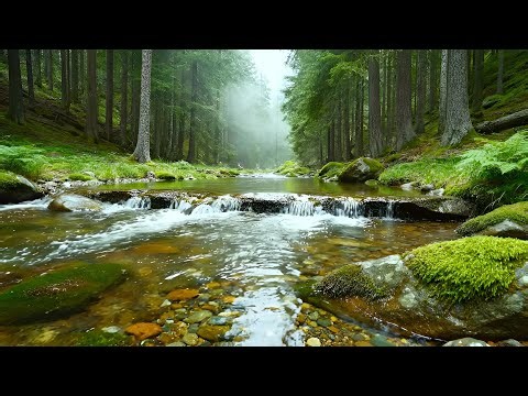 Forest Ambience Birds Singing Beautiful Stream Sounds for Stress Relief, Medicine, Deep Rest, Sleep