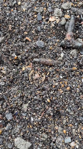 From a couple of weeks ago, this awesome cap badge really made my day. This Dorsetshire Regiment cap badge has been on my bucket list for a long time because it’s my home county! Admittedly this one is a little battered - the two-metal badges rarely survive well here - so a lot of the original details are missing. But the excitement was no less spotting that classic laurel wreath poking out of the sand!! The Dorsetshire Regiment was an infantry regiment of the British Army from 1881 to 1958. Aft