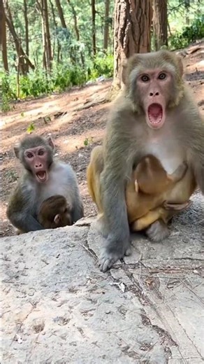 😱Why was the monkey surprised to see the boy