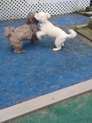 Russell and Santi having some fun! | Sunshine Pet Parlor