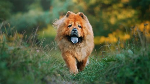I'm a vet – 3 reasons Chow Chows are vicious & can't be left alone with kids