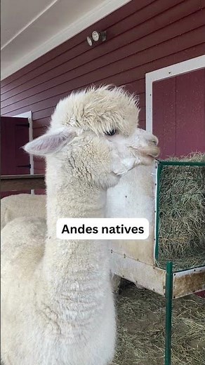 Alpaca Fun Facts!