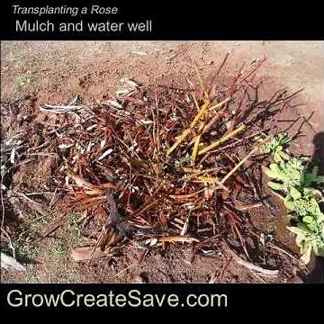 How To Transplant A Rose