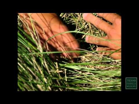 The Mottled Duck, Native to Texas