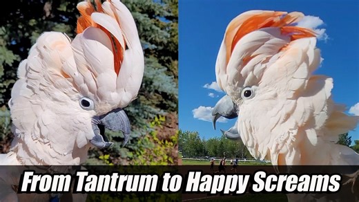 20K views · 1.3K reactions | Max’s tantrum is next level!  Out on a walk, he sounds just like a whiny kid throwing a fit—complete with yelling for his mom. But Momager knows just how to talk him down. And just when you think he’s done… here comes the happy screams! Watching Max cheer for a baseball game is toddler energy at its finest.  Feathered toddler moments you have to see → #ParrotTantrum #Cockatoo #Tantrum | Max the Moluccan | Facebook