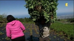 133K views · 1.1K reactions | Au Tampon à La Réunion, le geranium se cultive depuis toujours. Des passionnés conservent même les techniques traditionnelles pour produire l'huile essentielle de geranium. Reportage de Réunion 1ère | La 1ère | Facebook