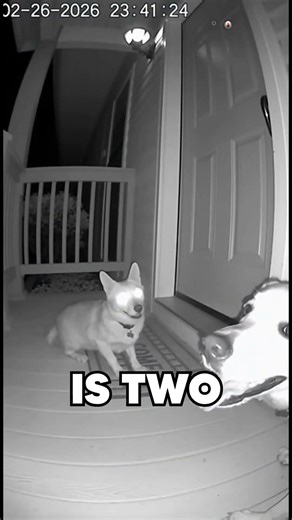 Dogs ding dong ditching man and he gets mad!